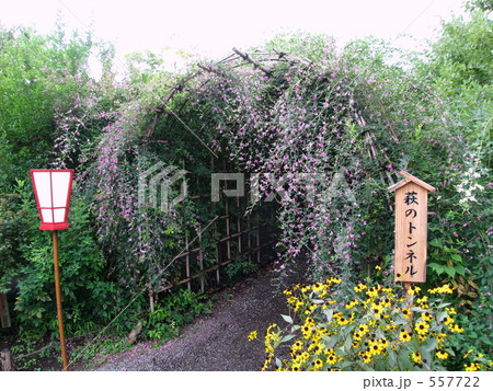 向島百花園の萩 557722