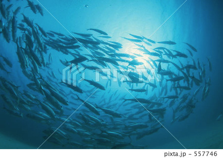 モルジブのギンガメアジの群れ モルジブのギンガメアジの群れ 557746