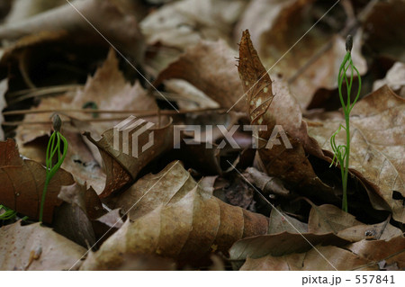 松の芽 松の芽 557841