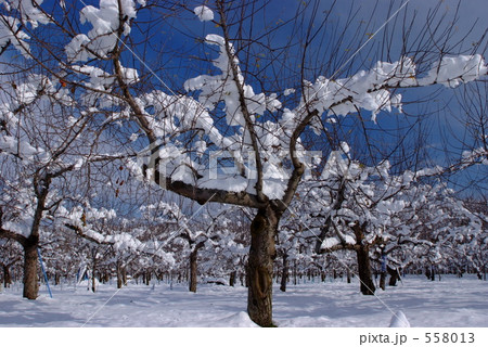 雪のりんご園 558013