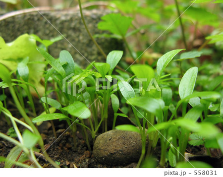 12月中旬ミツバの一斉芽生え 12月中旬ミツバの一斉芽生え 558031