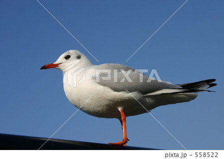 ユリカモメ 558522