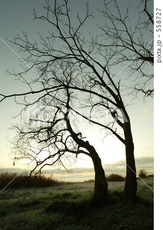 冬の木 558727