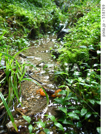 サワガニのある風景 サワガニのある風景 558769
