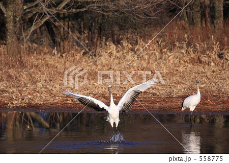 タンチョウ 558775