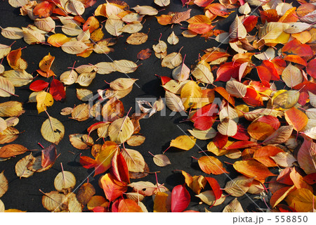 枯葉よぉ～♪　２ 558850