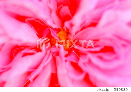 薔薇の作る色彩の世界 薔薇の作る色彩の世界 559380