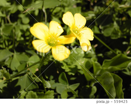 カタバミの花 カタバミの花 559425