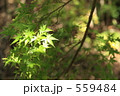 緑のカエデ 559484