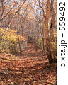 紅葉の中の登山道 559492