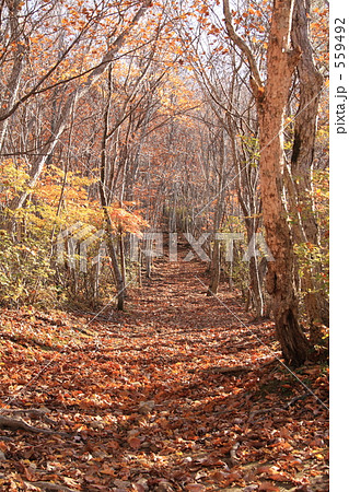 紅葉の中の登山道 559492
