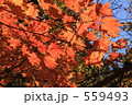 紅葉 559493