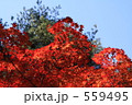 紅葉と青空 559495
