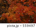 雪と紅葉 559497