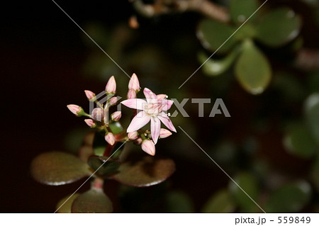 金のなる木の花 金のなる木の花 559849