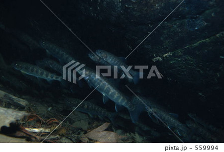 ヤマメの群れ 559994