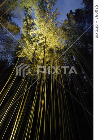 竹林のライトアップ 560025