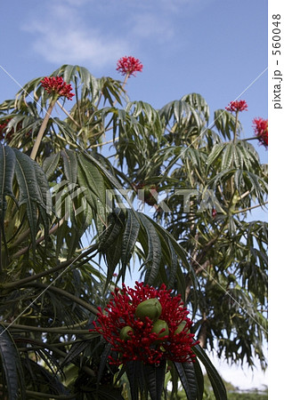 サンゴアブラギリ 560048