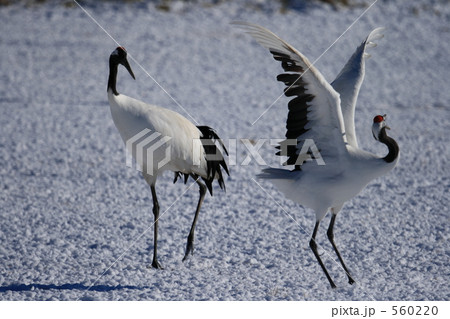 タンチョウ 560220