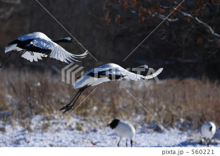 タンチョウ 560221