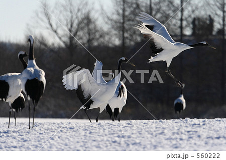 タンチョウ 560222