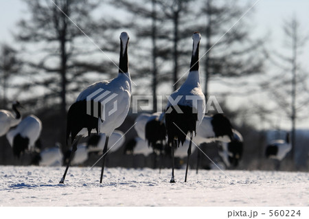 タンチョウ 560224