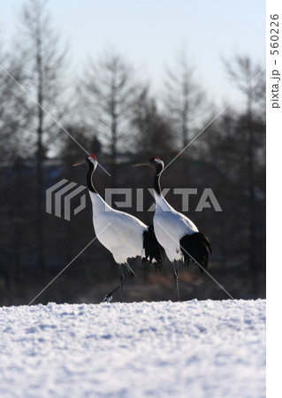 タンチョウ 560226