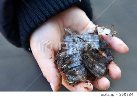 霜柱を掴む手 560234