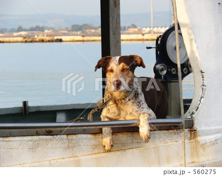 船の番犬 560275