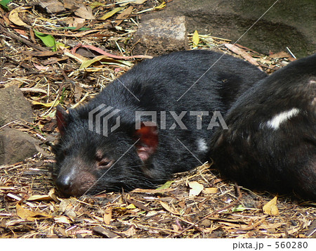 タスマニアデビル タスマニアデビル 560280