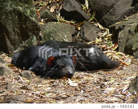 タスマニアデビル タスマニアデビル 560281