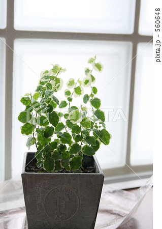 観葉植物 観葉植物 560648