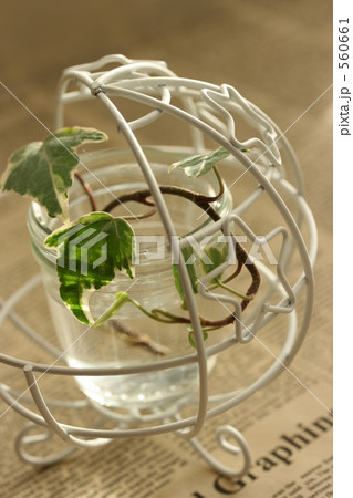 ワイヤーかごに入った観葉植物 560661