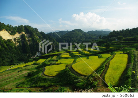 棚田の秋 560662