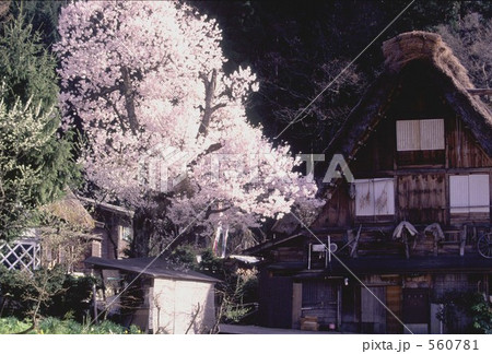桜が咲く頃 桜が咲く頃 560781