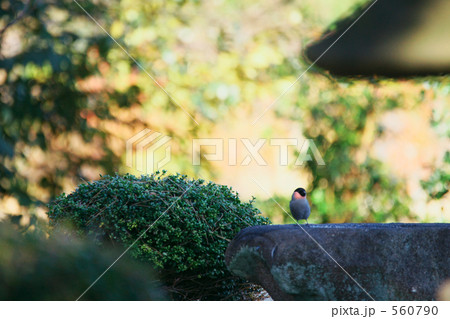 ウソ-冬の日差しの中で ウソ-冬の日差しの中で 560790