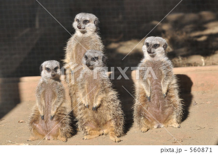 ひなたぼっこ　ミーアキャット 560871