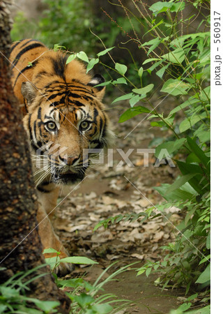 トラ 04 トラ 04 560917