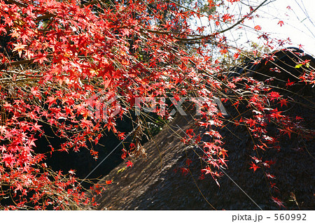 鎌倉の紅葉とかやぶき屋根 560992
