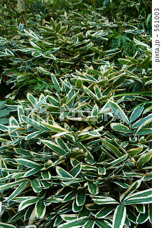 笹の葉 笹の葉 561003