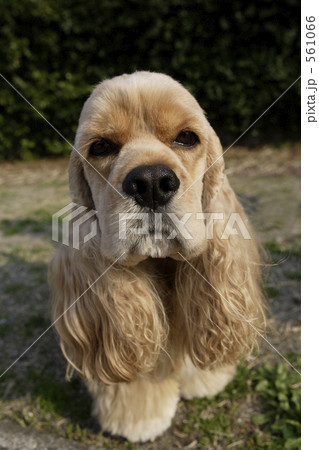 アメリカンコッカースパニエル アメリカンコッカースパニエル 561066