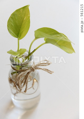 ポトスの花瓶 561215