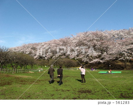 根岸森林公園の桜の写真素材 5612