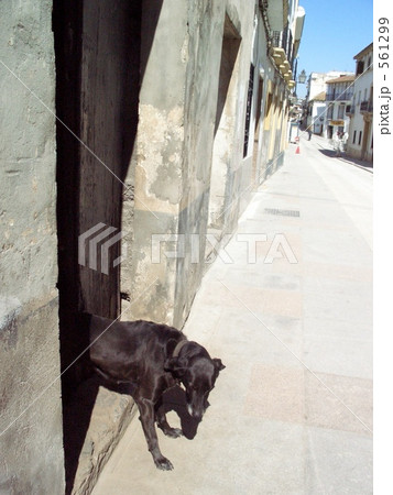 昼下がりの通りに現れた犬 昼下がりの通りに現れた犬 561299