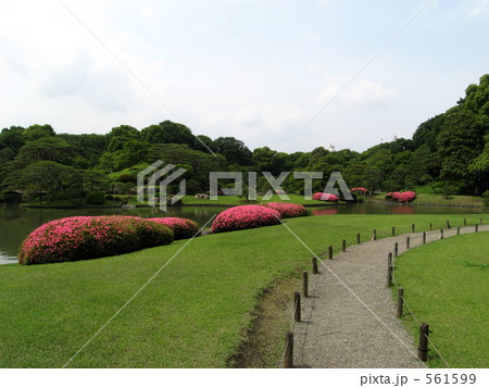 六義園のツツジ 561599