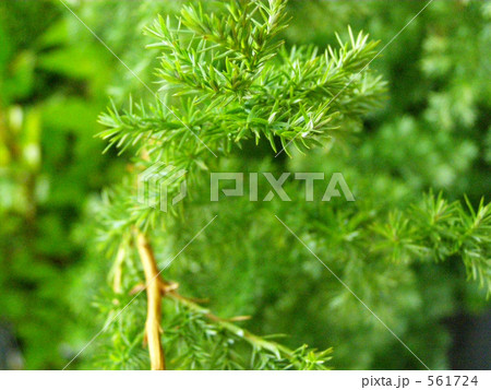 ヒムロスギの若芽 561724