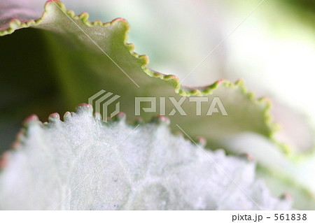 シクラメンの葉先 561838