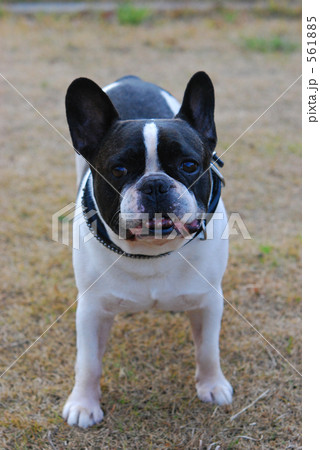 犬・フレンチブルドッグ 561885
