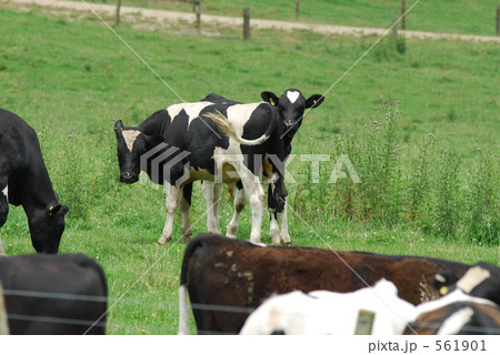 今年の主役！ 561901