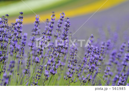 ラベンダーの花 561985